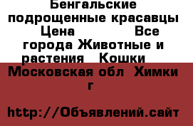 Бенгальские подрощенные красавцы. › Цена ­ 20 000 - Все города Животные и растения » Кошки   . Московская обл.,Химки г.